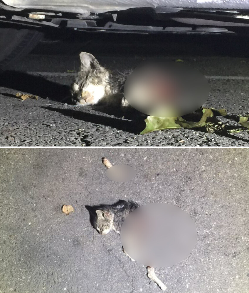지난달 19일 마포구 한 아파트 단지내에서 발견된 고양이 토막 사체. 동물자유연대 제공