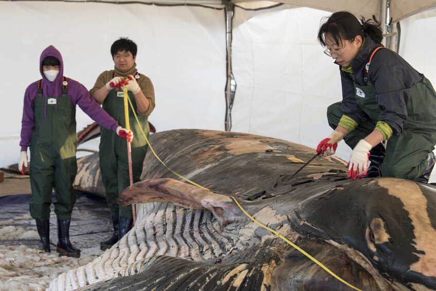 이영란 팀장과 연구진들이 고래의 몸을 살펴보고 있다. 사진 유용예 작가·WWF 제공