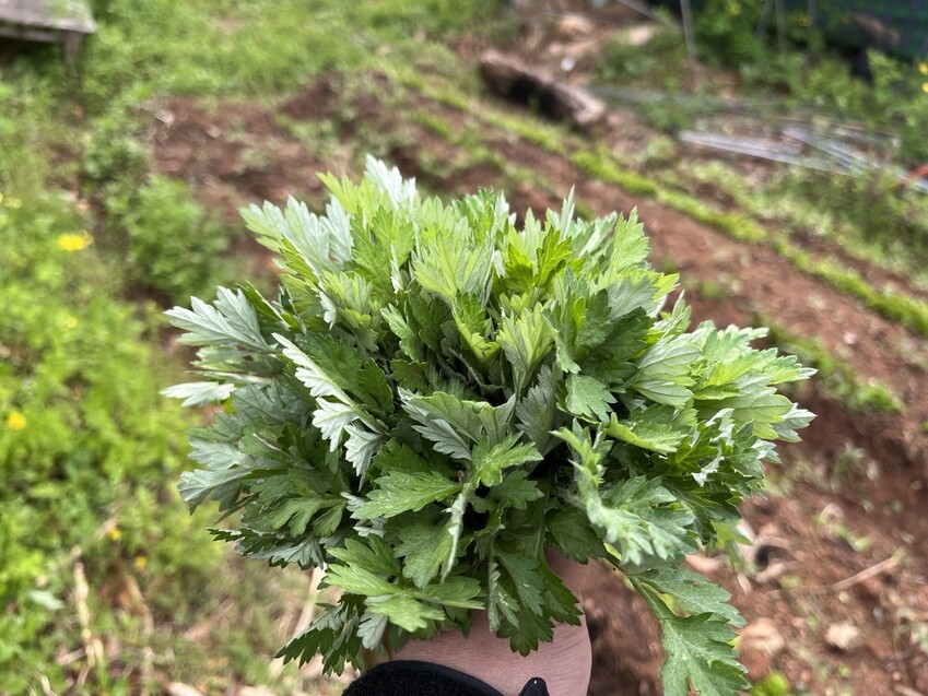 날이 선선해 5월인데도 텃밭 쑥이 부들부들하다. 금방 캔 쑥이 꽃다발 같다.