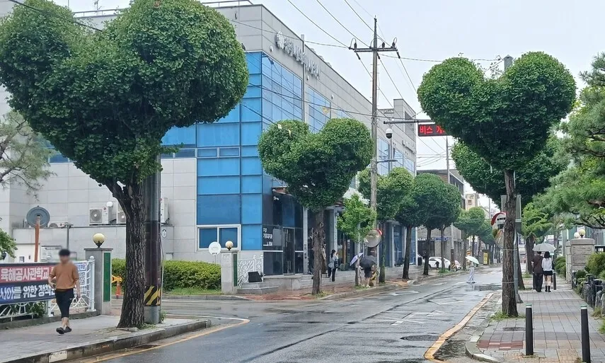 산림청이 칭찬한 '청주 하트 가로수길'의 기이하고 흉물스러운 실체