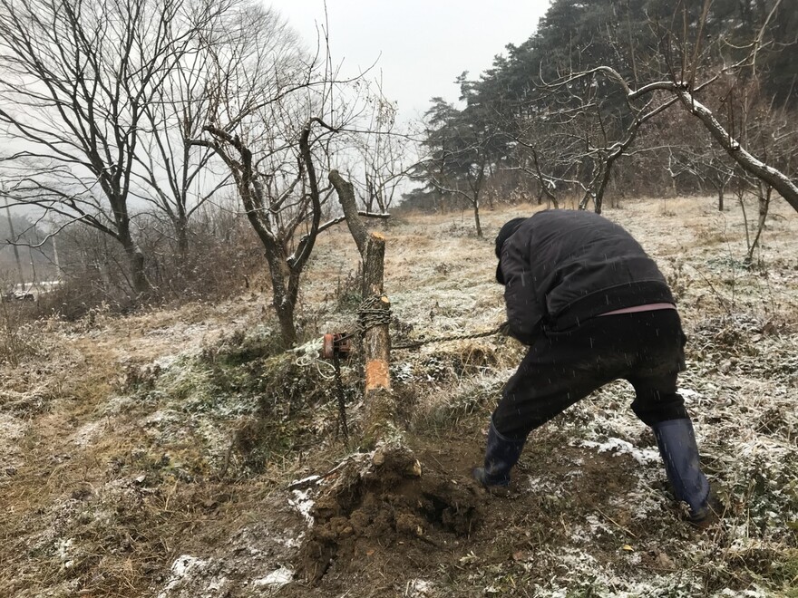 마을에서 빌린 체인블록으로 감나무를 뿌리째 뽑아내고 있다.