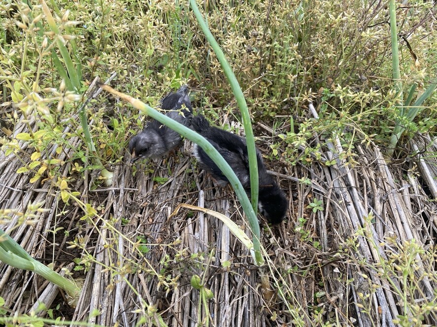 병아리들을 양파밭에 풀어놓고 풀을 맸다.