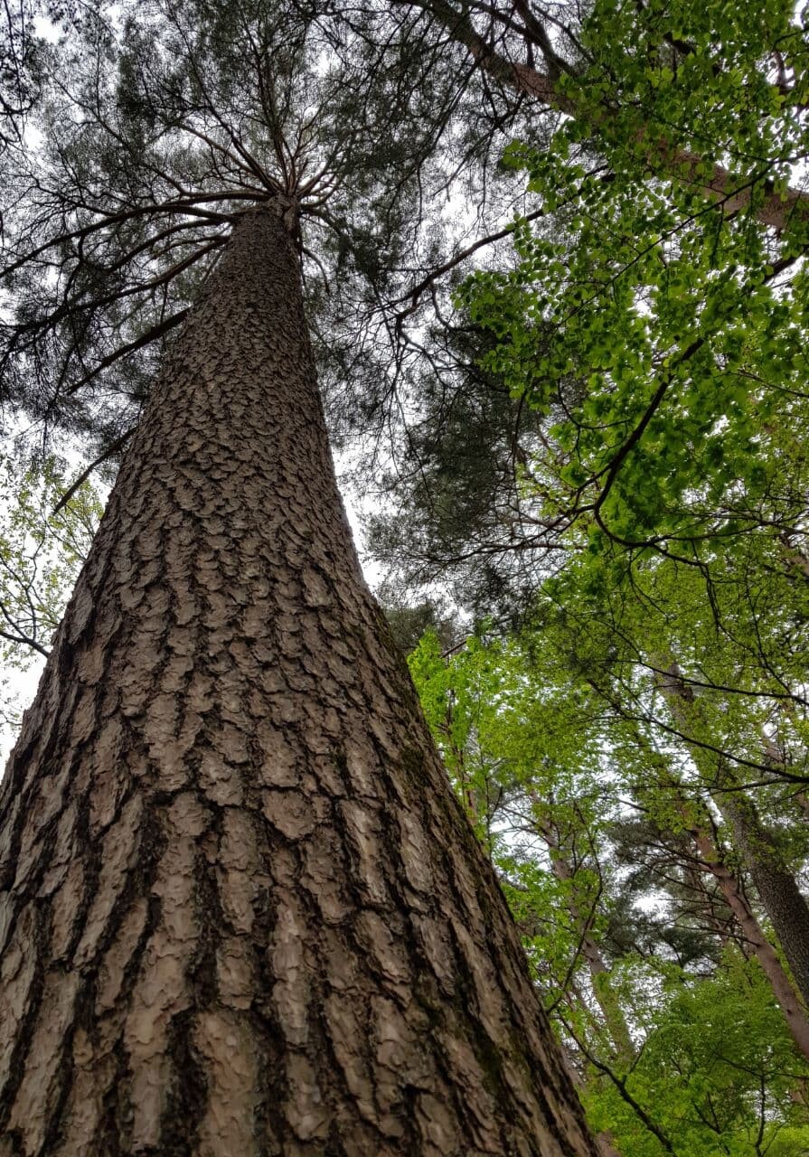 단단한 껍질에 둘러싸여 검푸른 자태를 뽐내며 우뚝 솟아 있는 대관령 소나무숲의 황장목.