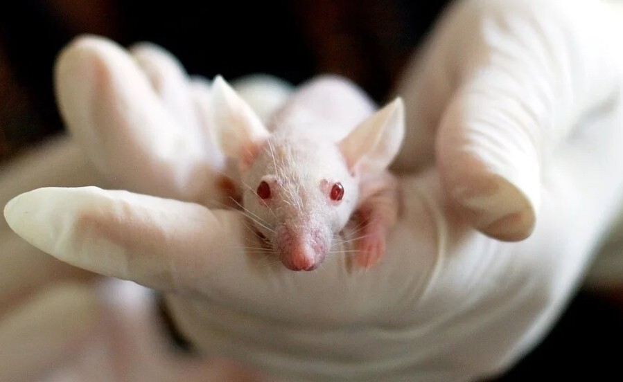A rat used in animal testing. (Pixabay)