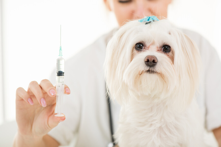 동물도 보험가입을 통해 예방접종·중성화 등의 기초 의료를 보장 받도록 하는 ‘반려동물진료보험법’이 발의를 앞두고 있다. 게티이미지뱅크