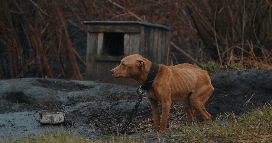 영화 ‘니카를 찾아서’는 우크라이나 전쟁 중 실종된 반려견을 찾기 위한 여정을 그리며 그 과정에서 동물을 위해 노력하는 활동가와 시민들의 이야기를 담고 있다. 서울동물영화제 제공