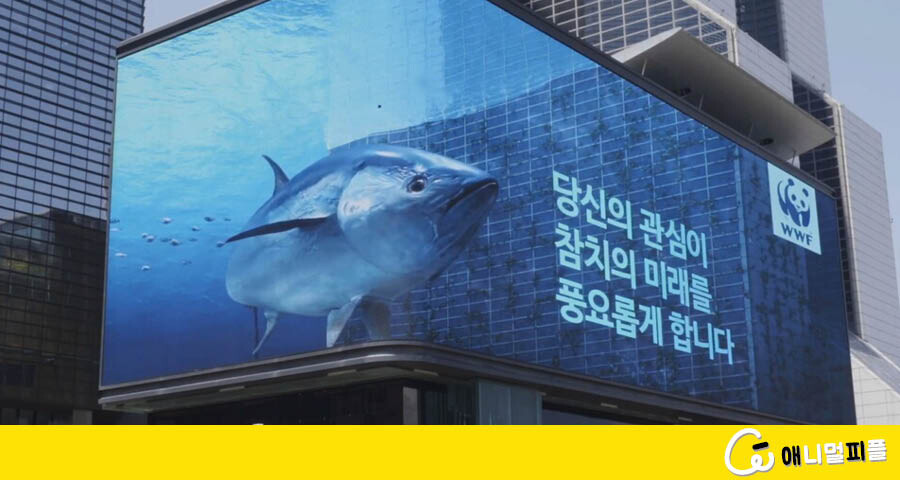 강남 한복판에 나타난 초대형 참치떼의 정체는? - Vimarsana News