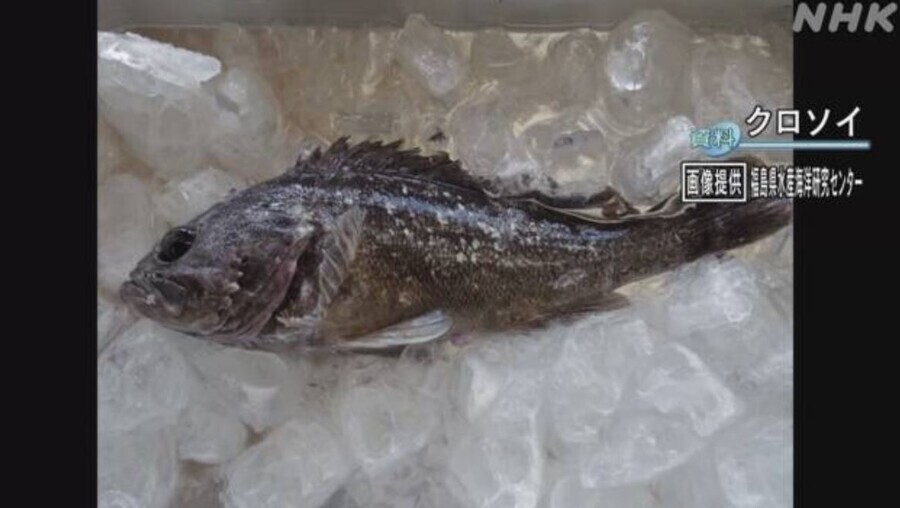 In February 2021, a rockfish caught in the waters off of Fukushima Prefecture in Japan was found to have been exposed to 500 becquerels of cesium per kilogram, according to Japanese broadcaster NHK. (still from NHK broadcast)