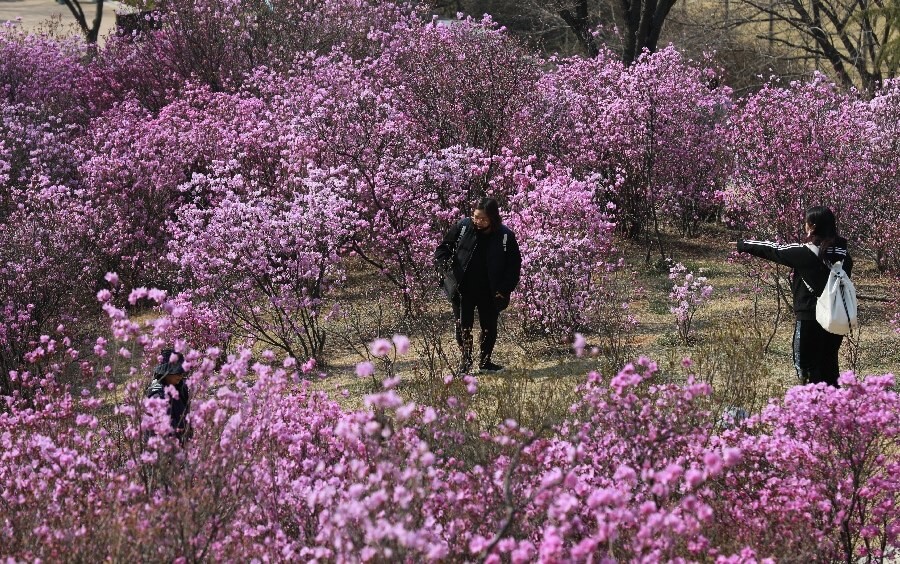 경기도 부천 원미산에서 상춘객들이 진달래꽃을 배경으로 거리를 둔 채 사진을 찍고 있다.