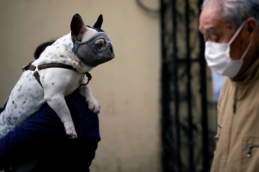 중국 상하이에서 3월22일 마스크를 쓴 개가 주인에게 안긴 채 마스크를 한 시민과 나란히 가고 있다.