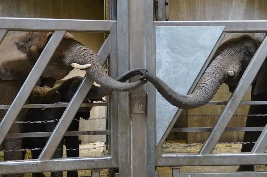 독일 할레 동물원에서 12년 만에 재회한 코끼리 모녀는 코를 서로 어루만지며 기쁨을 나눴다. 데니스 뮐러 제공.