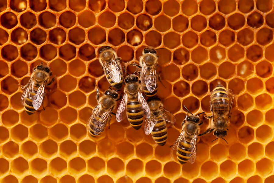 ‘벌=꿀벌’이 아니다. 이러한 오해가 정책의 혼선을 낳는다. 게티이미지뱅크