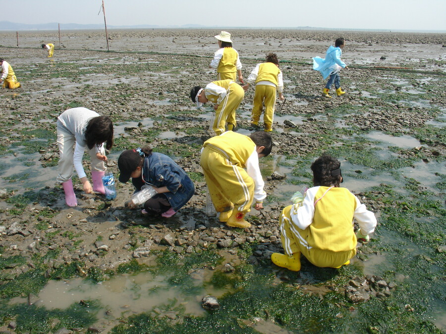 경기도 화성 제부리에서 조개 캐기 체험을 하는 어린이들. 한국어촌어항공단 제공