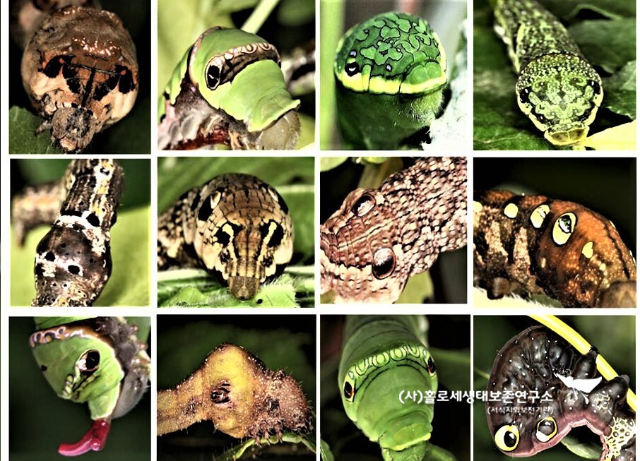가짜 뱀 눈을 지닌 애벌레는 12종이나 된다.