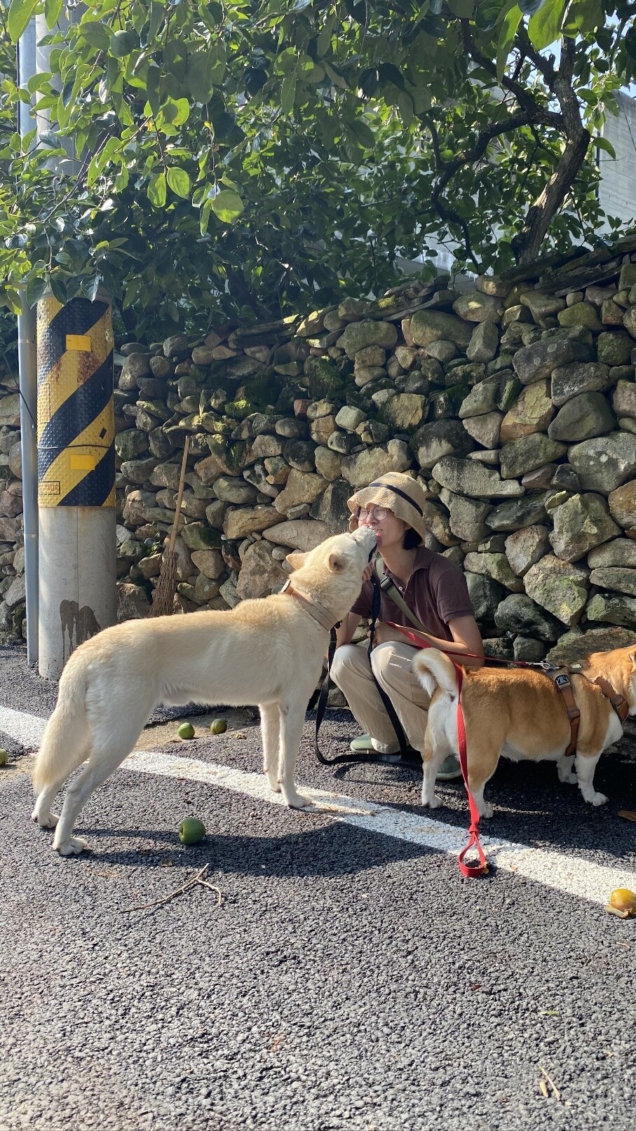 나는 순둥이와 몽덕이를 먹이고, 순둥이와 몽덕이는 사랑으로 나를 먹인다. 순둥이를 처음 만난 날, 나는 순둥이에게서 나를 봤는지도 모르겠다. 순둥이를 도와 나는 나를 돕는다.