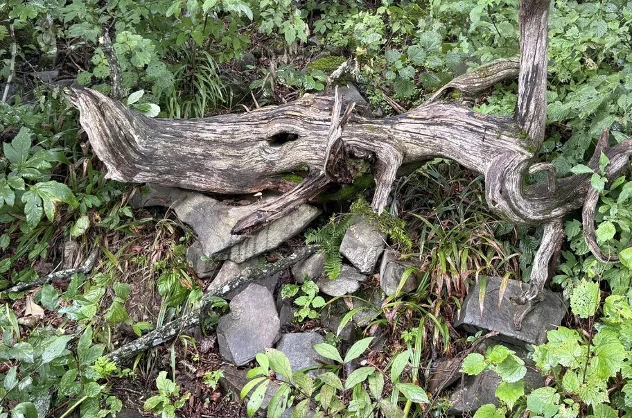 The “Wild Boar Yew.” (Park Mee-hyang/Hankyoreh)