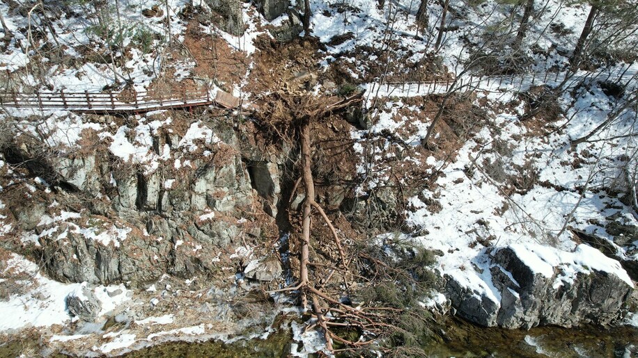 경북 울진 소광리 내 탐방로가 무너진 모습. 경사면에 있던 금강소나무가 뿌리째 뽑히면서 탐방로를 덮쳤다. 녹색연합 제공