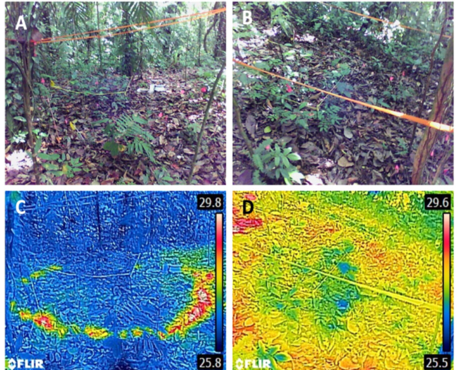 영국 에딘버러대 연구팀이 열대 밀림에 전선을 매립해 땅을 데우면서 열화상 카메라로 토양의 열을 측정하고 있다. 전선에 전기를 가동하기 시작해(왼쪽) 어느 정도 시간이 지나자 일대의 땅이 전체적으로 따뜻하게 데워졌다. &lt;네이처&gt; 제공
