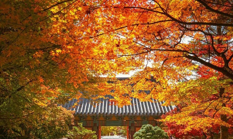 경북 영주에 있는 부석사 가을 단풍은 화려하다. 한국관광콘텐츠랩 제공