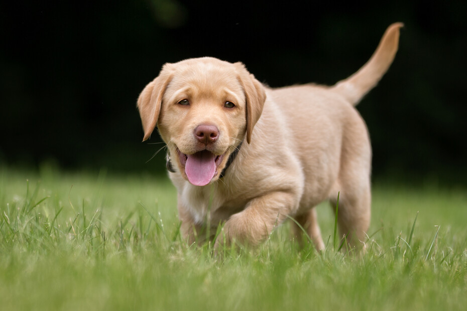 래브라도 레트리버 품종의 강아지. 사람보다 성장 속도가 빨라 사람 나이로는 중년에 가까울 수 있다. 게티이미지뱅크