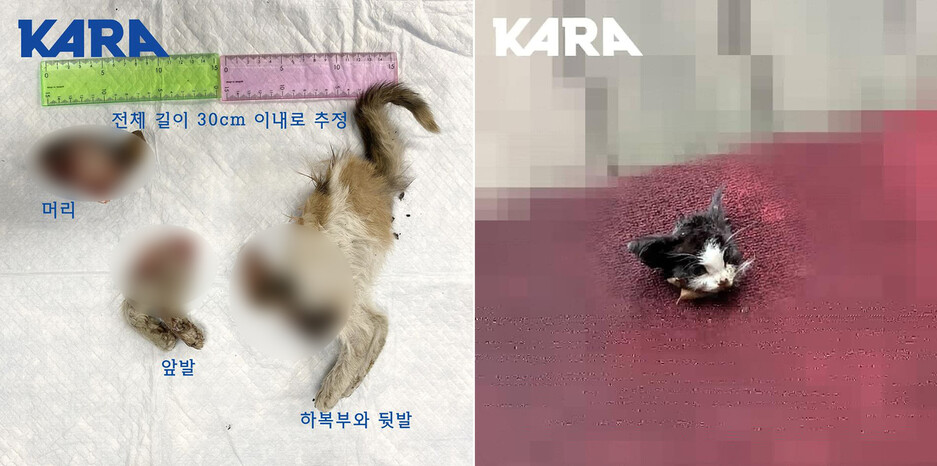 지난달 27일 성미산로 인근에서 발견된 아기 고양이 사체(왼쪽)와 4일 추가로 접수된 고양이 사체. 동물권행동 카라 제공