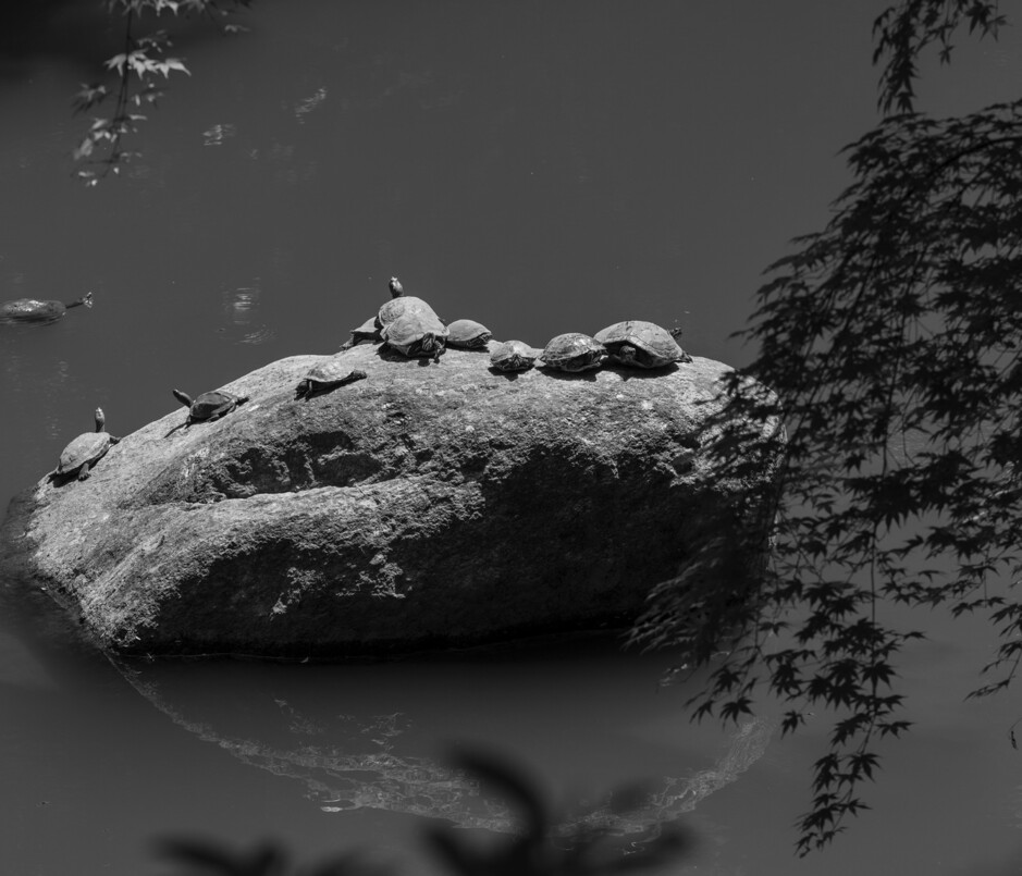 바위에서 한가롭게 볕을 쬐는 너희를 두고 옥신각신 말이 오갔지. 자라는 분명코 아니다로 시작해, 붉은귀거북도 떠올렸으나 빨간 줄무늬가 없었지. 친구를 부르는 듯한 다정한 그 이름이 어디서 왔나 살펴봤더니, 의외로 고약하더라. 냄새나는 거북이, 천적을 만나면 겨드랑이에서 악취를 풍겨서 지어진 이름, 남생이. 2025년 경남 통영 미래사 연못.