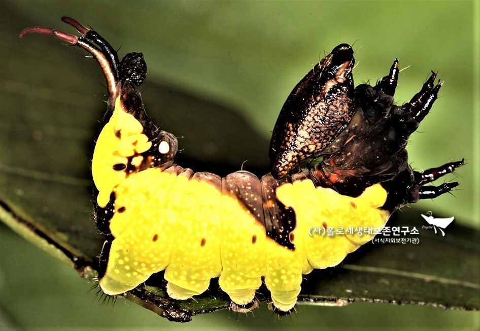 과시 행동으로 포식자를 놀라게 하는 기생재주나방 애벌레.