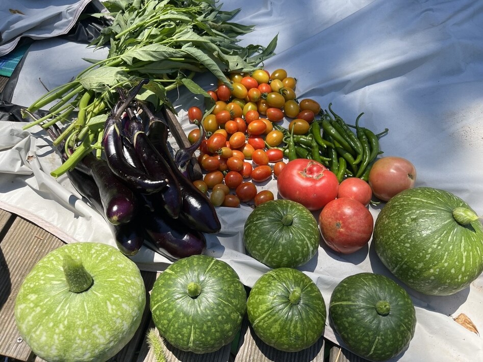 땡볕 아래서 수확한 텃밭 작물이 풍성하다.