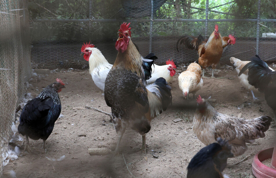 평화밭 옆 닭장에서 우리 토종닭 복원종인 ‘현인 재래닭’ 남희(앞줄 왼쪽 둘째)가 목청껏 울고 있다.