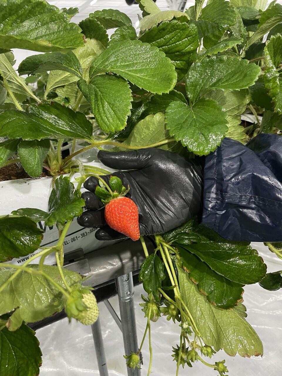 서울 강북구 우이동에 있는 강북 스마트팜 재배단지에 2024년 12월 딸기 묘목 3000주를 심어 지난 3월 초에 첫 수확했다. 스마트팜 딸기 묘목에서 익어가는 딸기 모습.