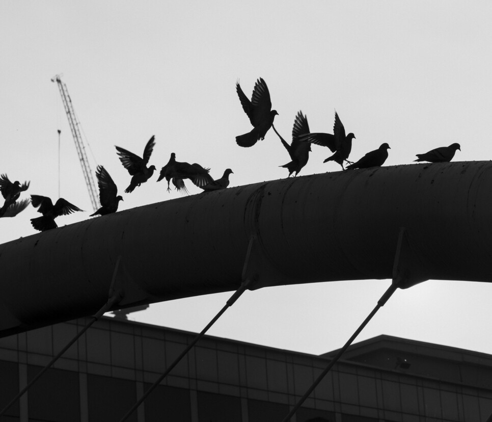 1970년 청년노동자 전태일이 “우리는 기계가 아니다”라고 외치며 스스로 불타오른 곳은 서울 청계천 평화시장이었지. 그가 떠나고 꼭 50년이던 날, 많은 노동자가 그 자리에 모여 똑같이 외쳤단다. 그 소리에 놀랐을까, 너희가 한꺼번에 날아올랐지. “우리는 닭이 아니다!” 그런 말을 하고 싶었을까. 2020년 서울 평화시장 앞.