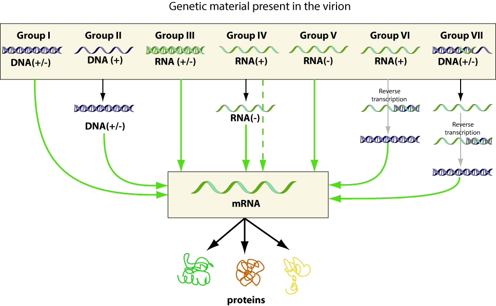 1971년 처음 제정된 볼티모어 분류법은 바이러스를 유전물질(DNA, RNA)과 나선(단일, 이중), 극, 복제 방식 등에 따라 7종류로 정의한다. 1군은 이중나선 DNA 바이러스, 2군은 단일나선 DNA 바이러스, 3군은 이중나선 RNA 바이러스, 4군은 양성 단일나선 RNA 바이러스, 5군은 음성 단일나선 RNA 바이러스, 6군은 단일나선 RNA 레트로바이러스, 7군은 이중나선 DNA 레트로바이러스다. 이 글에서는 논의를 단순화하고자 크게 DNA 바이러스와 RNA 바이러스로 구분했다. (그림 출처 : ViralZone, SIB 스위스 생물 정보학 연구소)