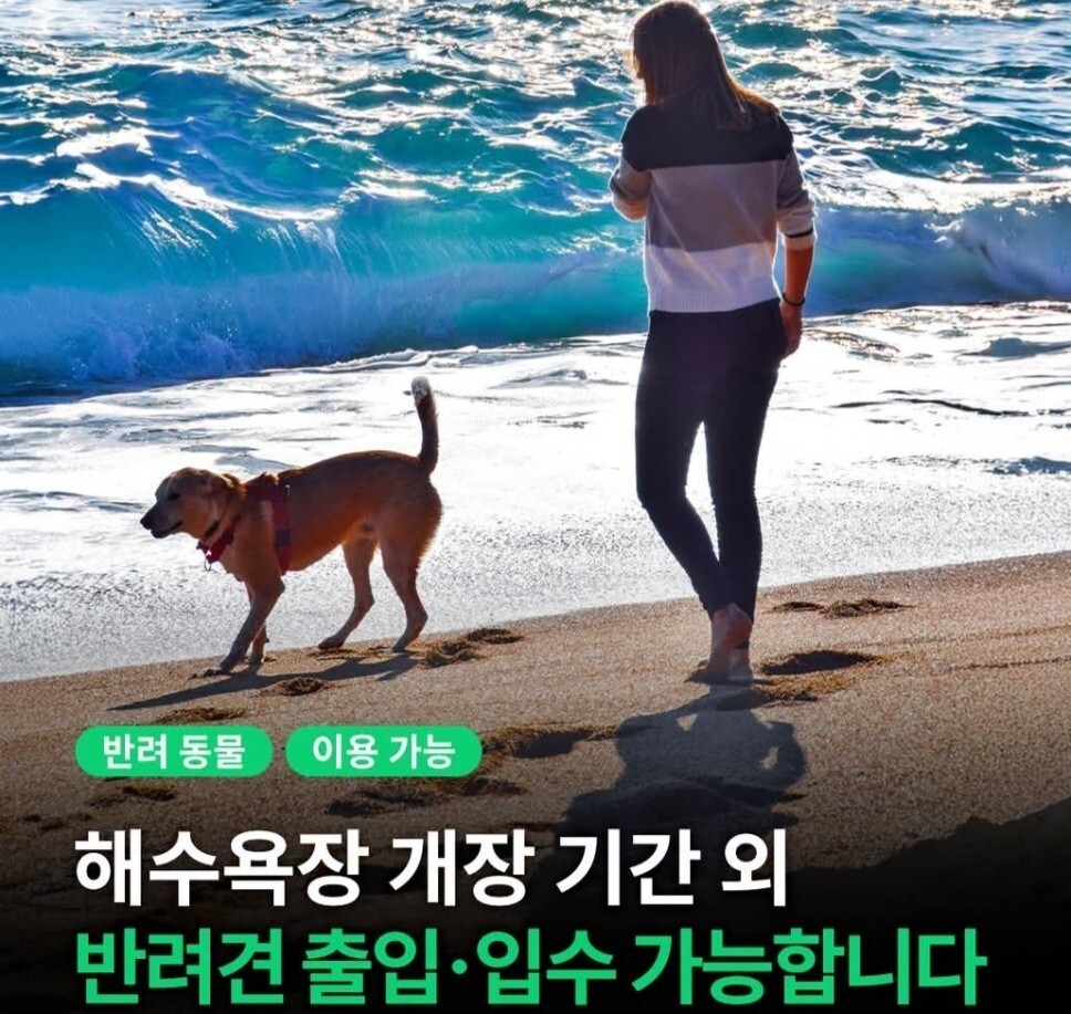 해수욕장 폐장 이후 반려견 해변 출입이 가능하다. 연합뉴스