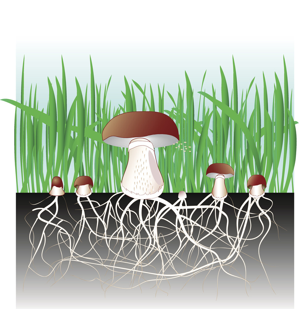 버섯은 균류의 일시적 번식기관일 뿐 일상적으로 영양분을 섭취하는 기관은 땅속에 널리 퍼진 균사체이다. 균사체 네트워크에는 사람의 언어와 비슷한 기계적 구조를 지닌 전기신호가 흐른다는 사실이 밝혀졌다. 게티이미지뱅크