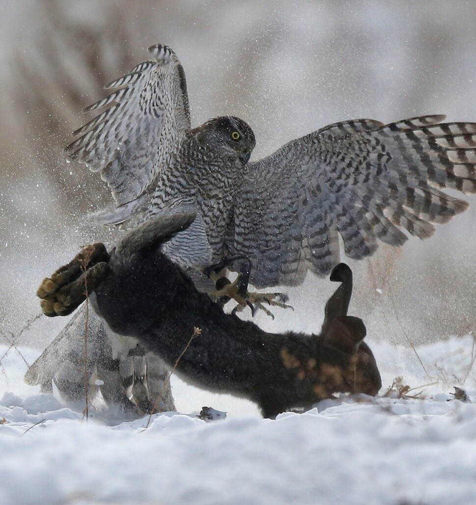 사냥용 매가 12월2일 카자흐스탄 알마티에서 열린 사냥대회에서 눈밭을 달리는 토끼를 공격하고 있다.