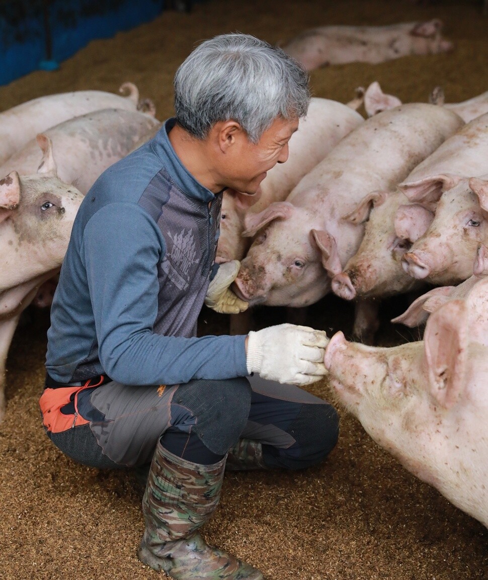 ‘더불어 행복한 농장’ 김문조 대표가 우리 안으로 들어가자, 엄마한테 안기는 아기들처럼 돼지들이 김 대표에게 반갑게 다가갔다.