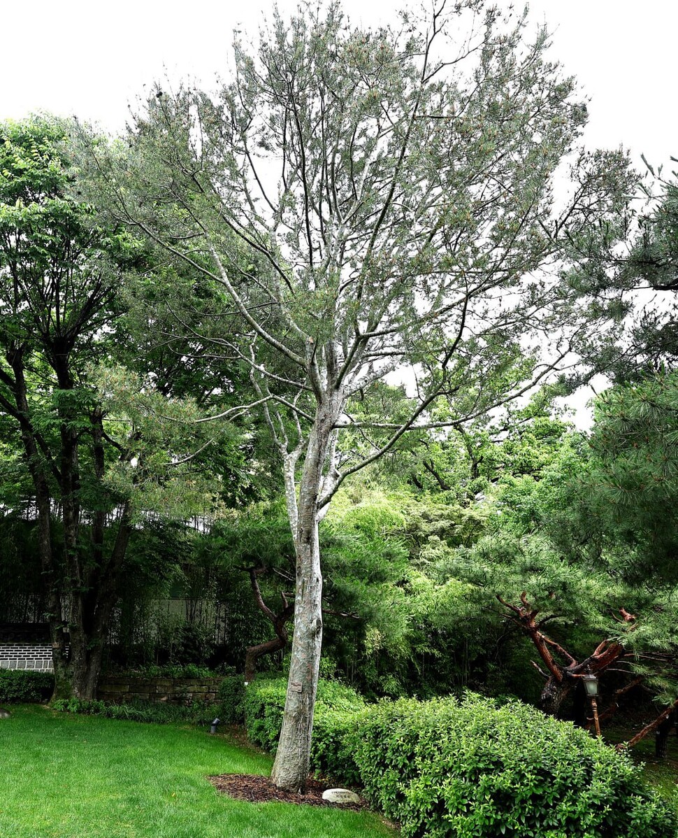 2025년 6월25일 서울 종로구 청와대 상춘재 앞 전두환 백송. 이종근 선임기자