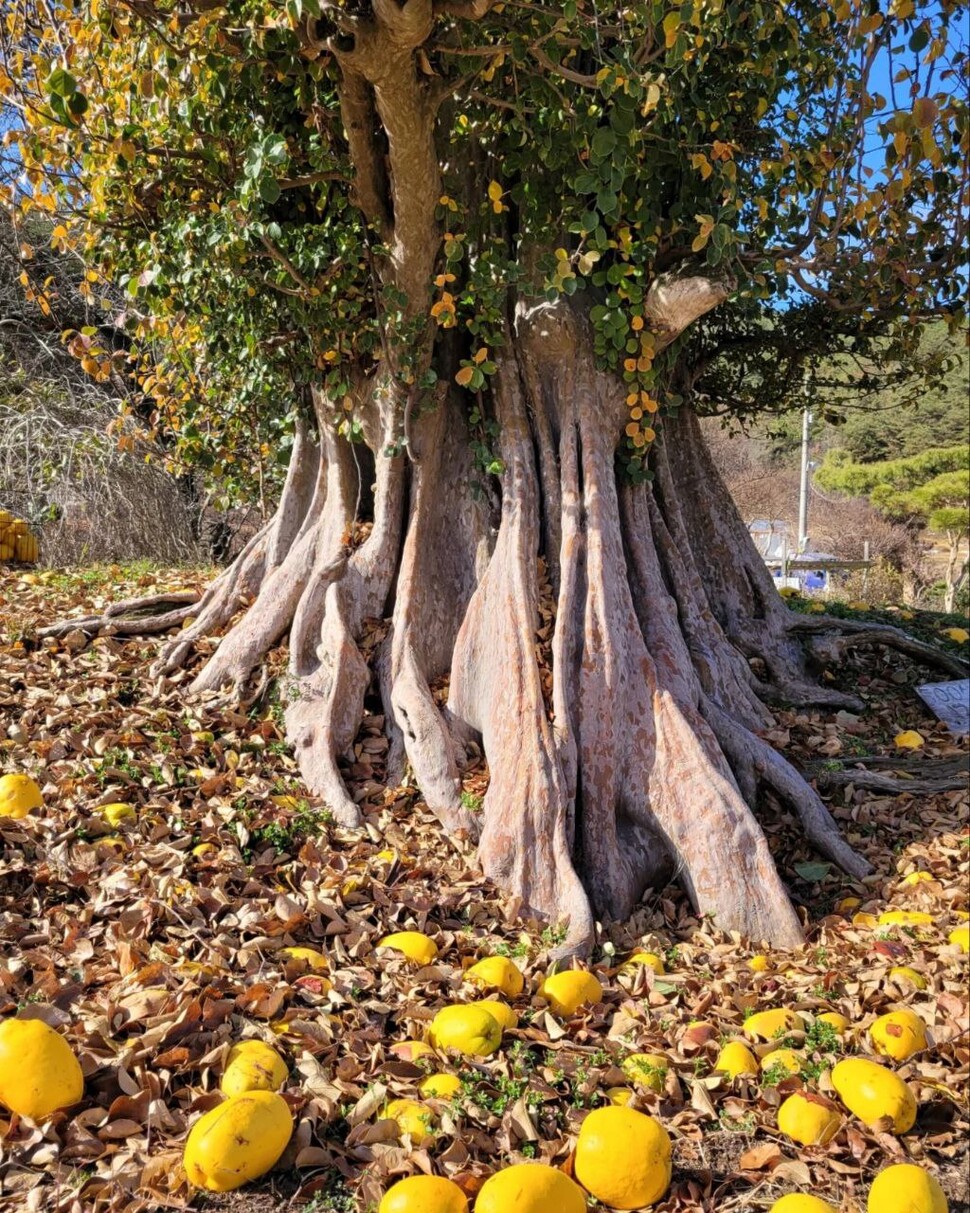 2022년 12월1일 경남 창녕군 남지읍 신전리 관광농원에 있는 모과나무. 가슴높이 나무 둘레가 4.3m에 이른다.
