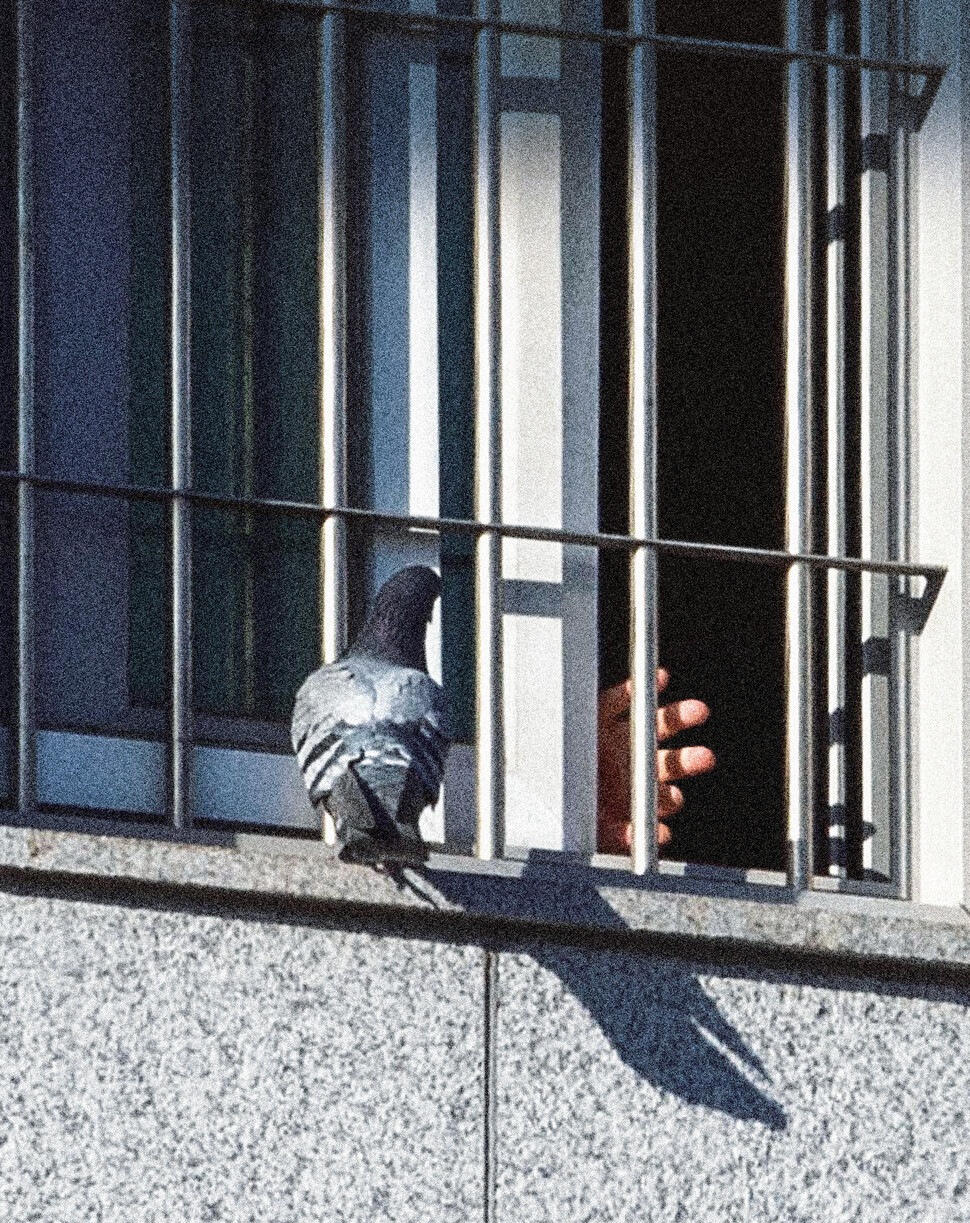 2021년 1월5일 코로나19 확진자가 잇따르던 서울동부구치소에서 한 수용인이 창틀을 향해 손을 내미는데 비둘기가 그 앞에 앉아 있다. 김진수 선임기자