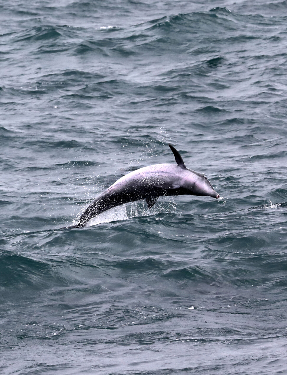 남방큰돌고래 한 마리가 2022년 8월16일 제주 서귀포시 대정 앞바다에서 물 밖으로 힘차게 튀어 오르고 있다.