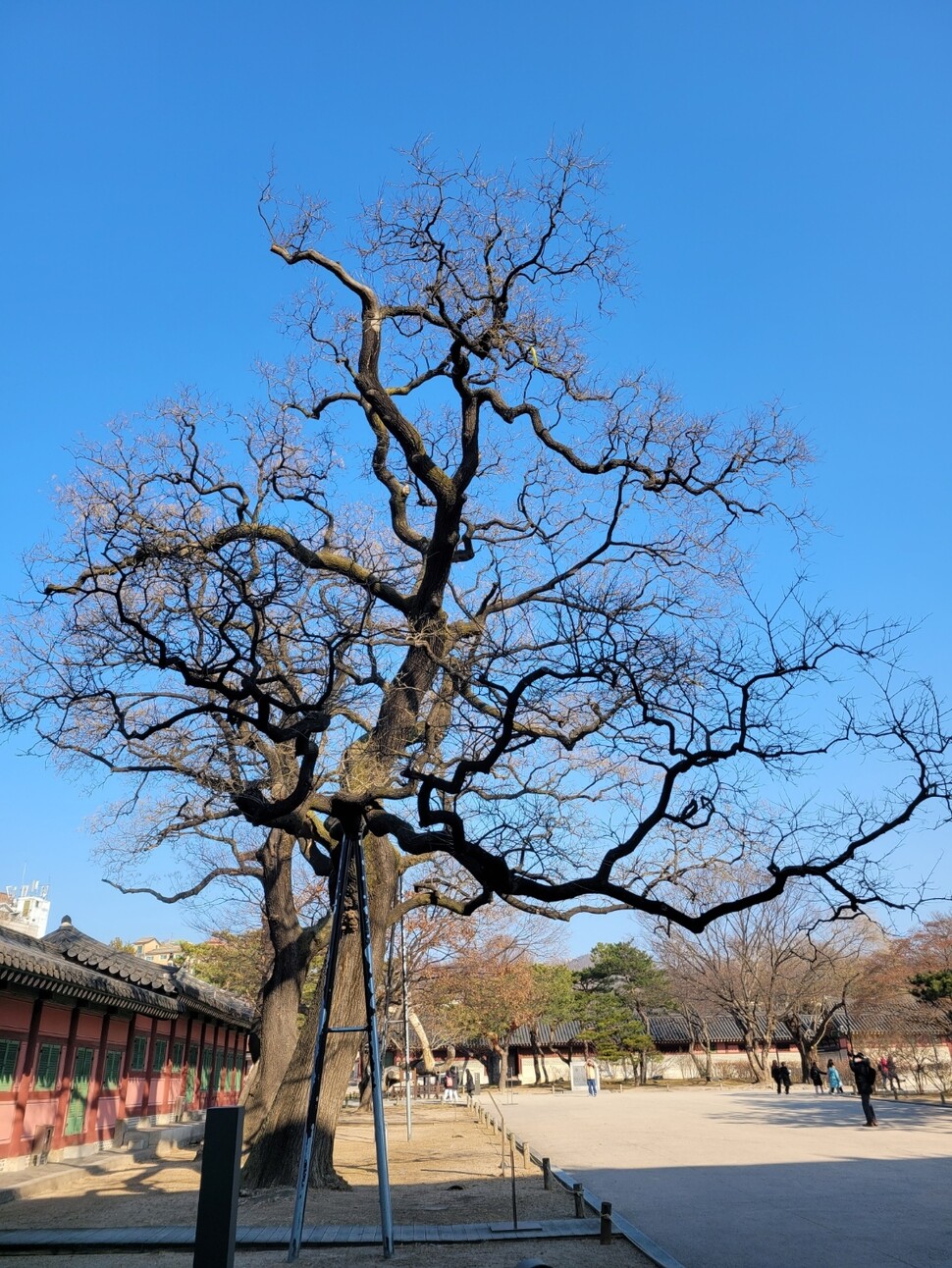 2023년 2월8일 서울 종로구 창덕궁 돈화문 안쪽의 ‘천연기념물 회화나무군’ 가운데 서쪽 첫 번째 나무. 김양진 기자