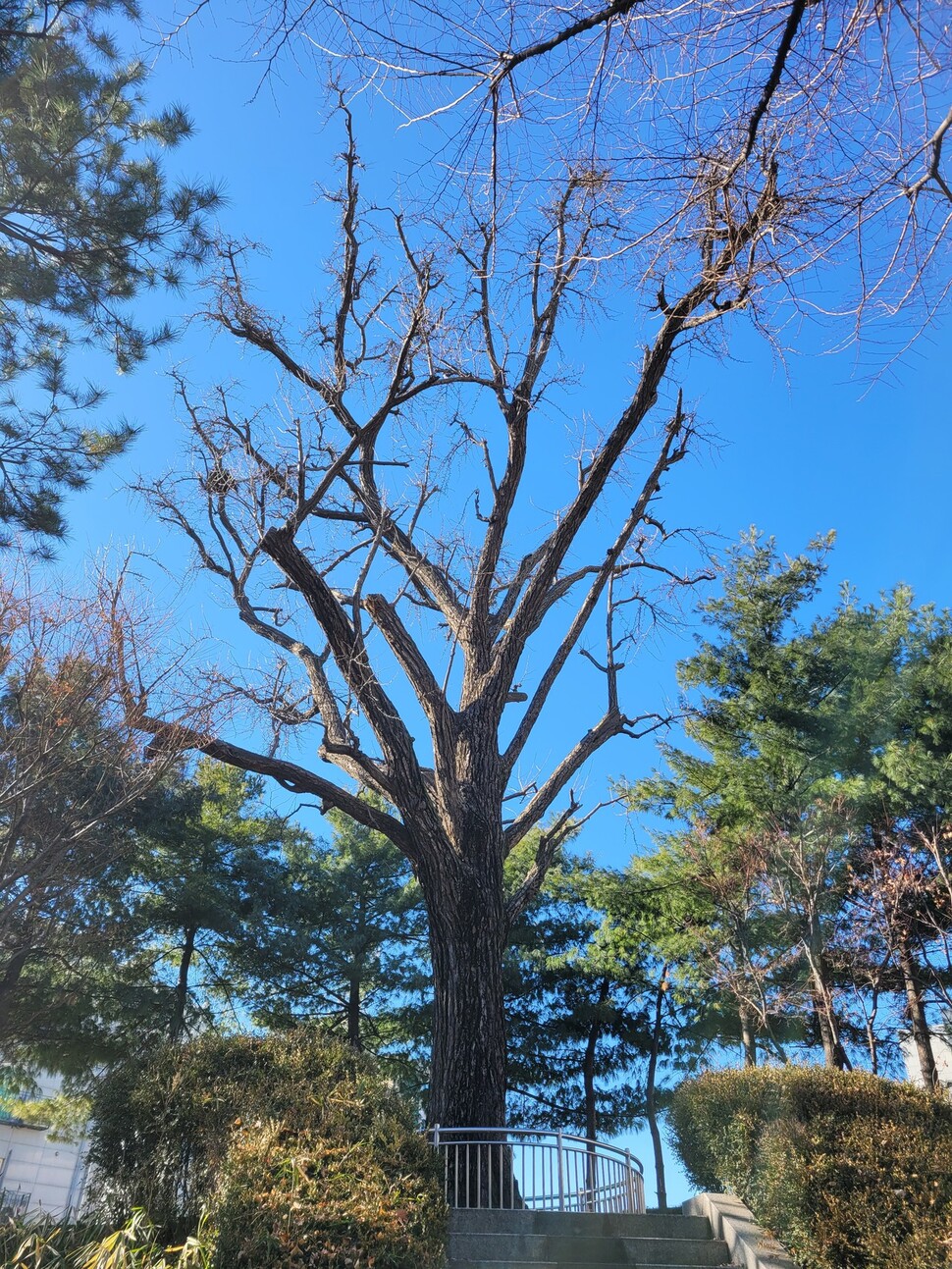 2024년 1월15일 서울 강서구 성주우물터 은행나무. 이 나무는 280여 년 전 겸재 정선의 진경산수화에도 등장하는 이 고을 터줏대감이다.