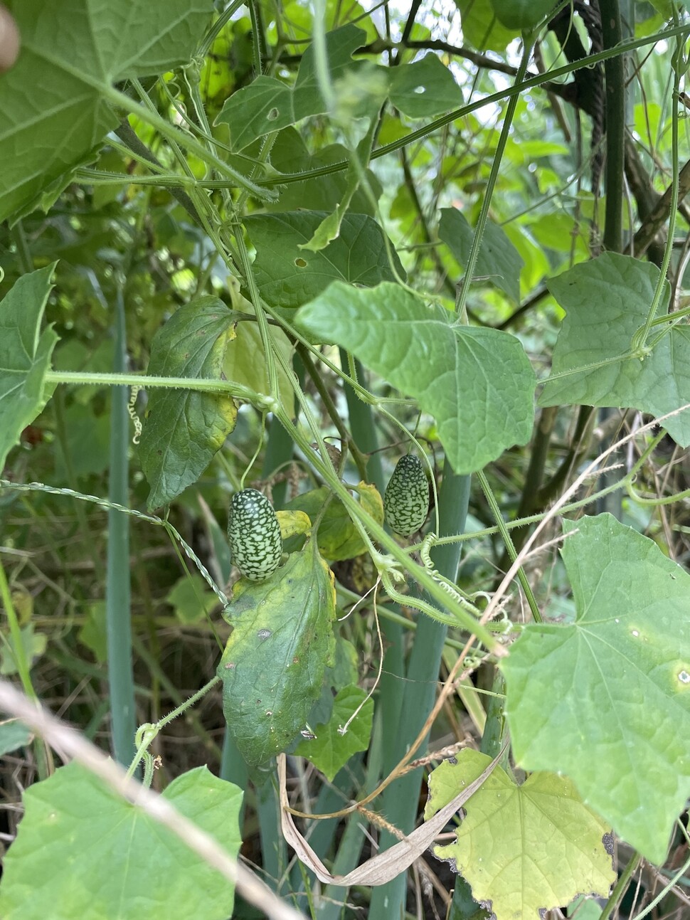 주변의 모든 것을 휘감으며 자라나는 쿠카멜론.