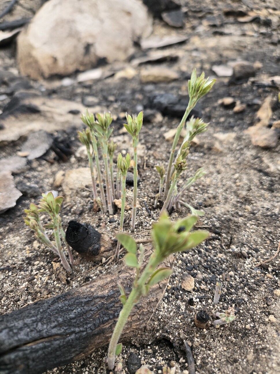 2025년 4월19일 경북 의성군 단촌면 산불 피해 현장. 오랫동안 숲 가꾸기(솎아베기) 사업으로 베어진 싸리나무 뿌리에서 새 가지들이 돋아나고 있다. 김양진 기자