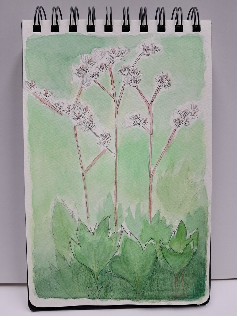 단풍잎을 닮은 한반도 자생식물 돌단풍. 일러스트레이션 차지우