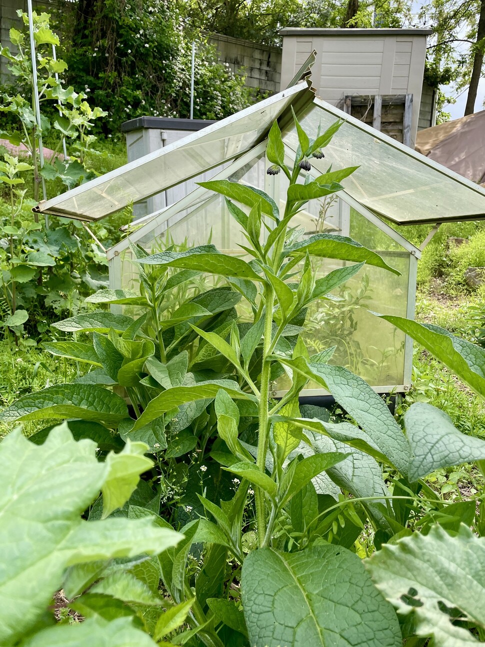 틀밭 한쪽에서 무섭게 번지고 있는 컴프리.