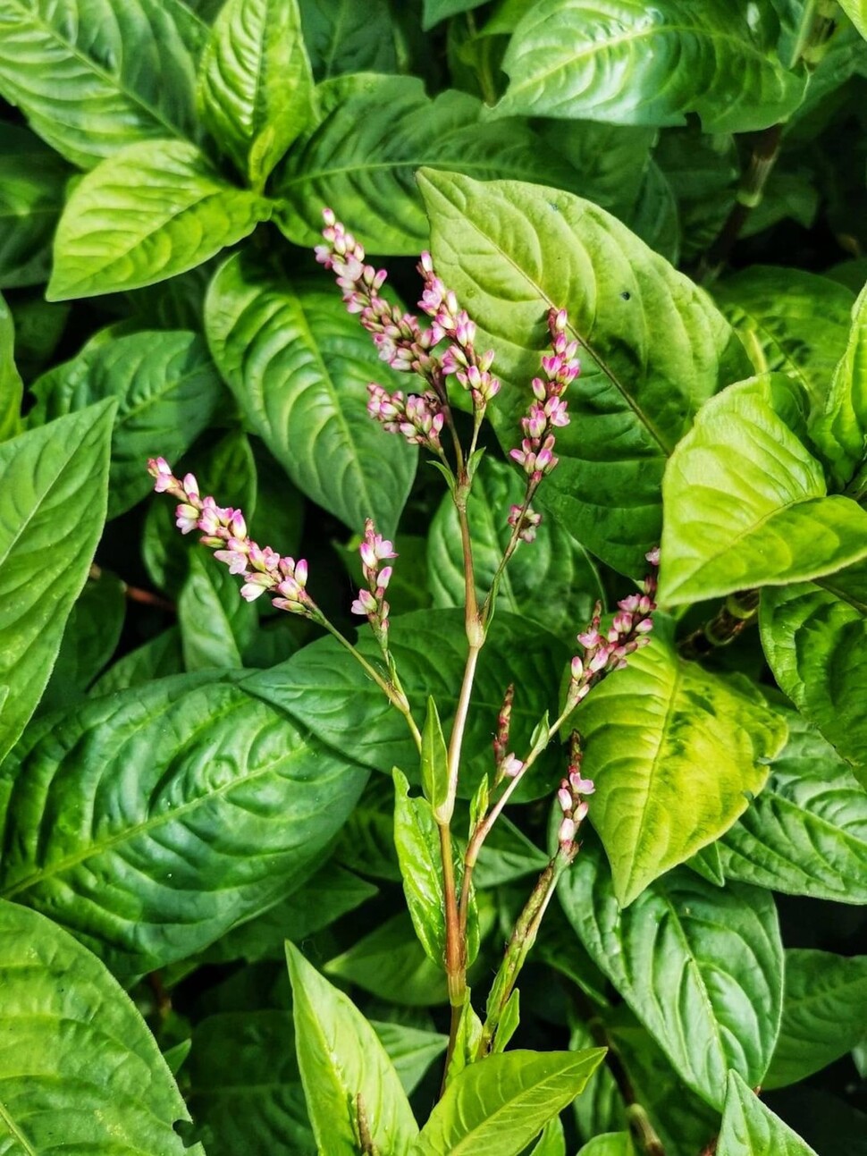 염료식물 ‘쪽’은 마디풀과 여뀌속에 속하는 한해살이풀이다. 비슷하게 생긴 여뀌와 견줘 잎이 둥글넓적하다. 한여름에 꽃이 핀다. 꽃 피기 직전에 수확해서 쪽물을 얻는다. 출처 세계생물다양성정보기구