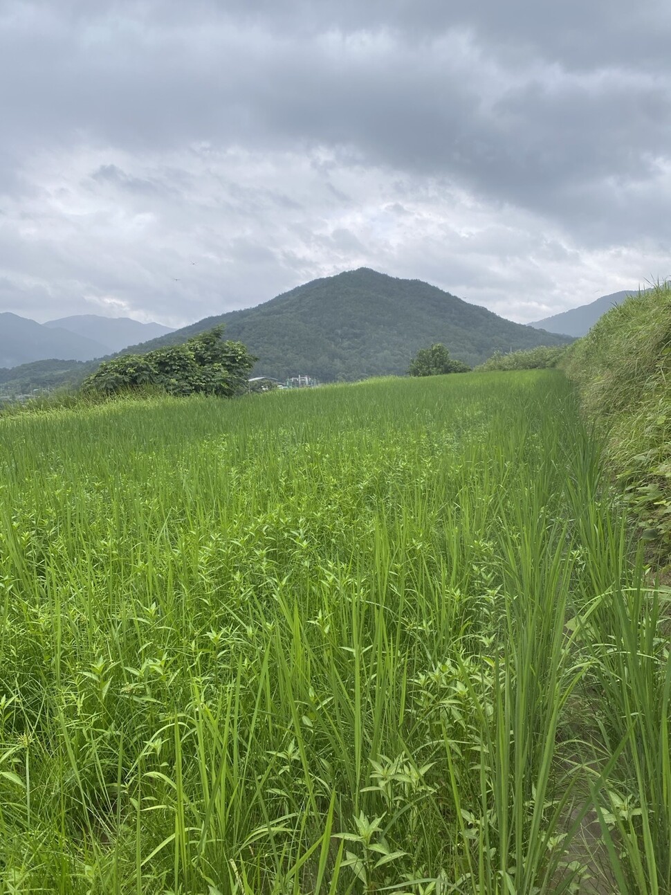 물 잘못 잡은 논에서 벼와 함께 피가 무성하게 자랐다.