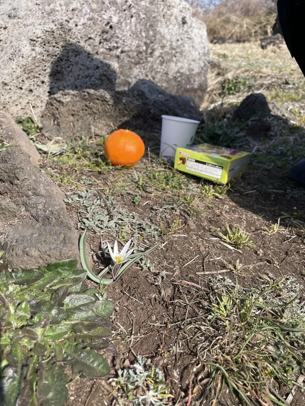 Next to their offering of a mandarin orange, water and a snack, a small white wild flower was blooming. (Lee You-jin/Hankyoreh)