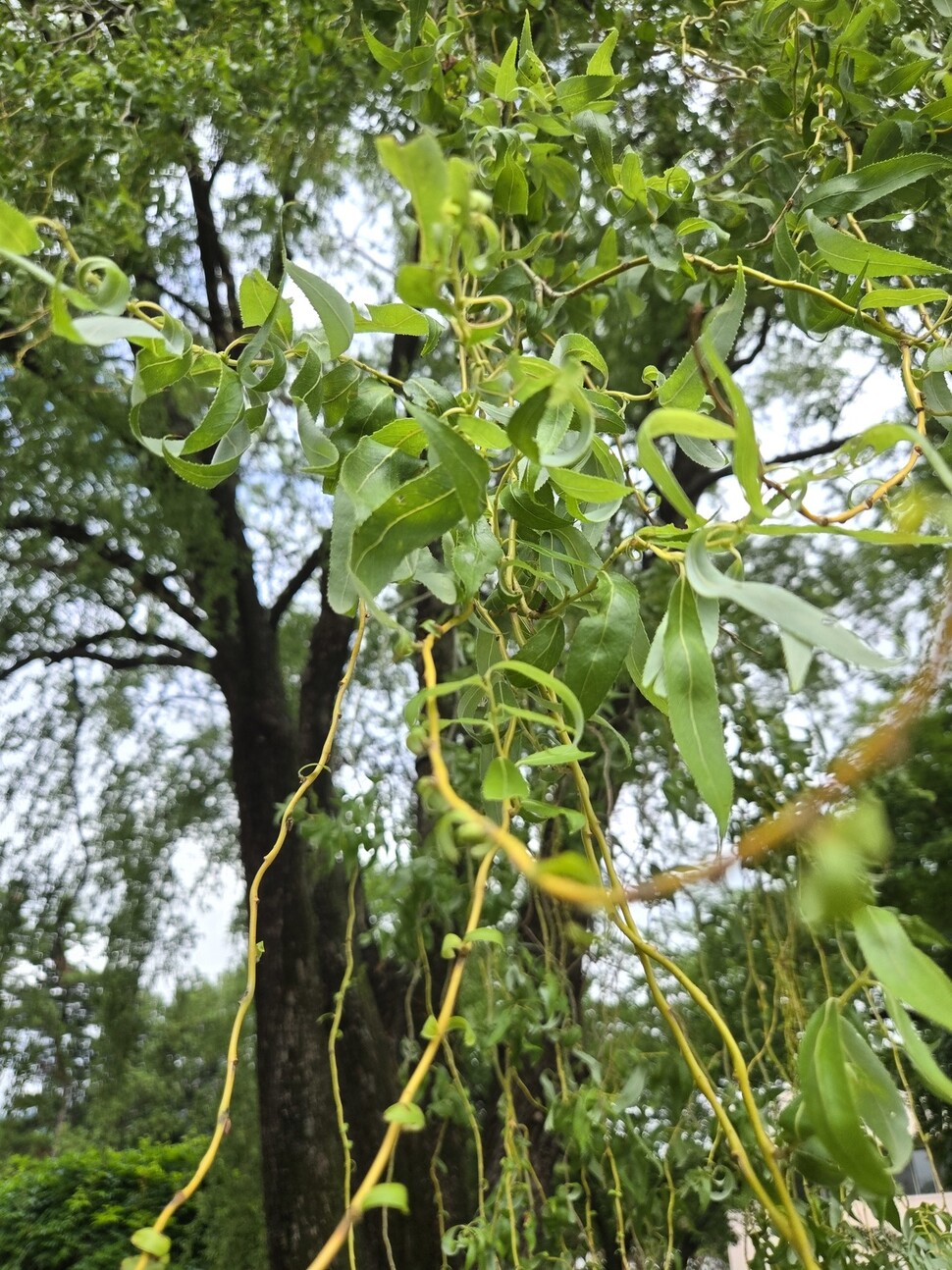 2025년 7월1일 서울 종로구 청와대 여민관 앞 버들광장의 천연기념물 용버들. 김양진 기자